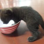 Pharohs rescue cat fund