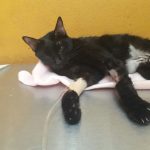 Pharohs cat rescue fund